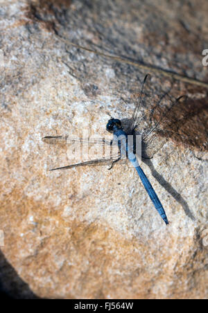 Skimmer Epaulet dragonfly (Orthetrum chrysostigma) maschio crogiolarvi al sole su una roccia, Fuertaventura, Isole Canarie, Spagna. Foto Stock