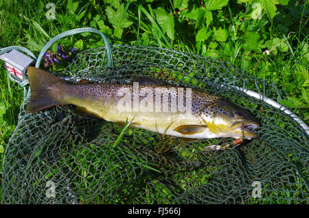 La trota fario trota di fiume, trota di fiume (Salmo trutta fario), trote appena pescate con fishhook in bocca giacente su un cucchiaio net, Germania Foto Stock