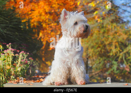 West Highland White Terrier, Westie (Canis lupus f. familiaris), nove anni vecchio cane maschio seduti in un parco in autunno, Germania Foto Stock
