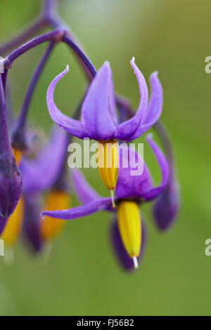 Bitter nightshade, amaro nightshade, woody nightshade, arrampicata nightshade (Solanum dulcamara), fiori, Danimarca, Jutland Foto Stock