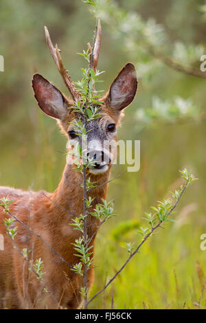 Il capriolo (Capreolus capreolus), buck marcatura, Germania, il Land Brandeburgo Foto Stock