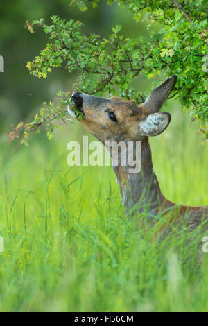 Il capriolo (Capreolus capreolus), doe alimenta il biancospino, la Germania, il Land Brandeburgo Foto Stock