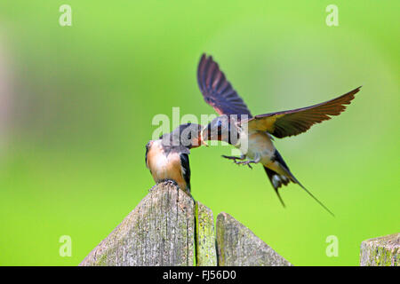 Barn swallow (Hirundo rustica), uccello adulto Alimentazione bambino uccello, Paesi Bassi Utrecht Foto Stock