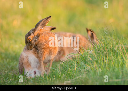 Lepre europea, Marrone lepre (Lepus europaeus), si prende cura della sua pelliccia, Germania, il Land Brandeburgo Foto Stock