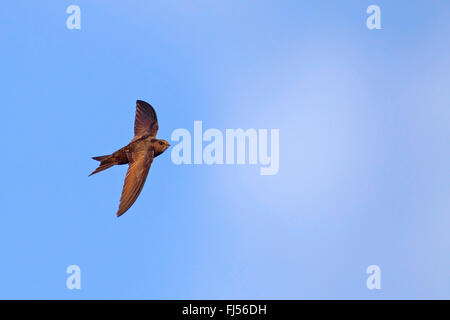 Eurasian swift (Apus apus), volare nel cielo, Francia, Camargue Foto Stock