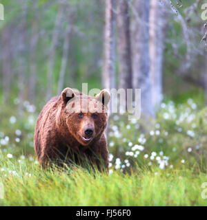 Unione l'orso bruno (Ursus arctos arctos), passeggiate in una palude con erba di cotone, Finlandia, Vartius Foto Stock