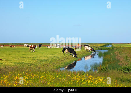 Gli animali domestici della specie bovina (Bos primigenius f. taurus), vacche drink presso un fosso, Paesi Bassi, Frisia, Workumer Waard Foto Stock