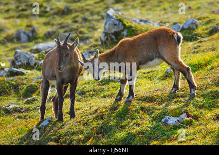 Stambecco delle Alpi (Capra ibex, Capra ibex ibex), femmina con i capretti, Svizzera, Creux du Van Foto Stock