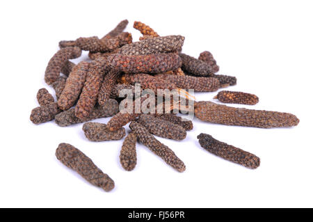 Pepe lungo (Piper longum), frutta secca Foto Stock