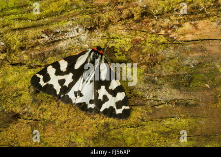 Legno Tiger (Parasemia plantaginis, Phalaena plantaginis), siede sulla corteccia, Germania Foto Stock