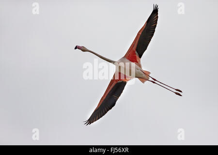 Fenicottero maggiore (Phoenicopterus roseus, Phoenicopterus ruber roseus), in volo da sotto Foto Stock