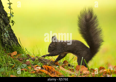 Unione scoiattolo rosso, Eurasian red scoiattolo (Sciurus vulgaris), marrone scuro scoiattolo scavando a fondo di un albero, vista laterale, Germania, Sassonia Foto Stock