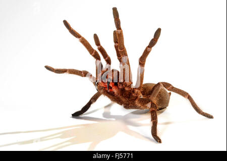 Tarantula (Hysterocrates spec.), in difesa con extended cheliceras, cut-out, Camerun Foto Stock