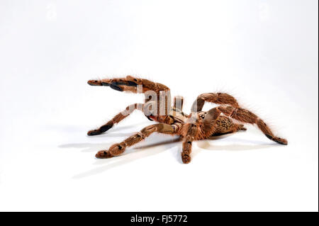 Togo babbuino Starburst, ornamento Tarantula (Heteroscodra maculata), in difesa con cheliceres extendes, cut-out Foto Stock