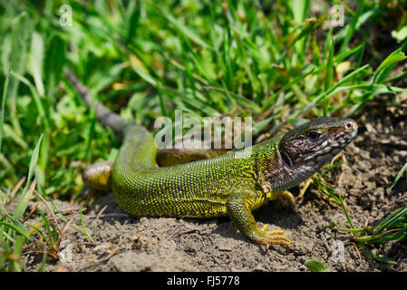 Eastern Ramarro, Europeo ramarro, Smeraldo lizard (Lacerta viridis, Lacerta viridis viridis), femmina, Romania, Moldau Foto Stock