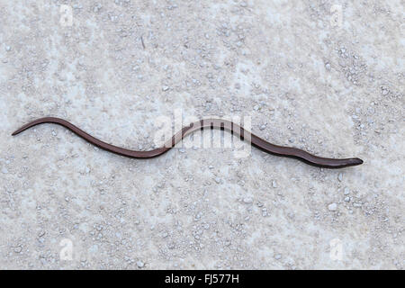 Comunità slow worm, blindworm, slow worm (Anguis fragilis), una strisciante sul terreno, Francia, Camargue Foto Stock