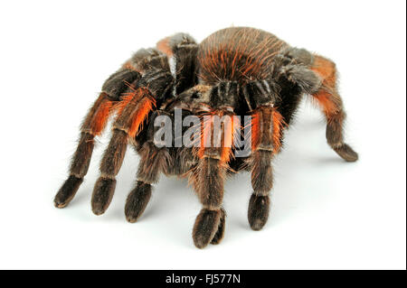 Redleg messicano tarantola, redleg messicano, rosso-gambe (tarantula Brachypelma emilia), in difesa della postura, cut-out Foto Stock