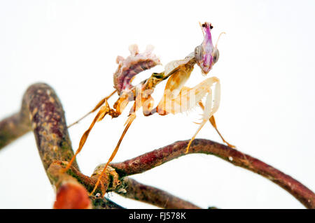 Devil's flower mantis, Giant devil's flower mantis (Idolomantis diabolica), Ninfa di Devil's flower mantis Foto Stock