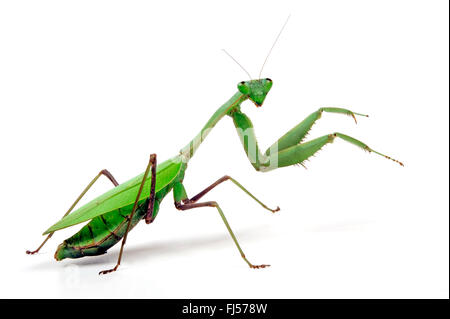 Gigantesca mantide asiatici (Hierodula membranacea), cut-out Foto Stock