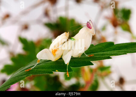 Fiore a piedi mantis, Orchid mantis, Rosa orchid mantis (Hymenopus coronatus), bianco mantis su una foglia di cannabis Foto Stock