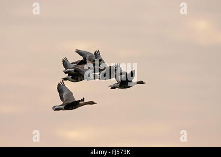 Bianco-fronteggiata goose (Anser albifrons), bianco-fronteggiata oche al cielo ad Alba, in Germania, in Renania settentrionale-Vestfalia Foto Stock