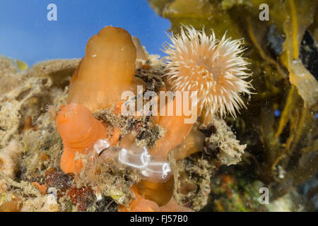 Colonal plumose anemone, Frilled anemone, Plumose anemone marittimo, Marrone anemone marittimo, Plumose (anemone Metridium senile,), con il mare schizza Foto Stock