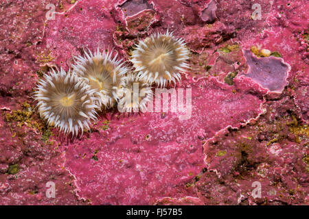 Anemone marittimo (Sagartia elegans, Sagartia elegans var. nivea, Actinia elegans), quattro anemoni di mare Foto Stock