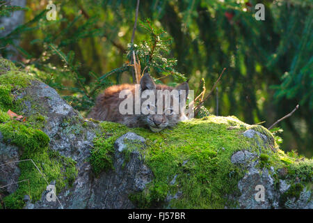 Eurasian (Lynx Lynx lynx), cubs in foresta, in Germania, in Baviera, il Parco Nazionale della Foresta Bavarese Foto Stock