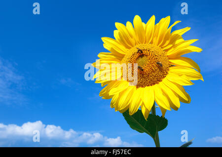 Comune di girasole (Helianthus annuus), girasole singola nella parte anteriore del cielo blu con tre api mellifere, Svizzera, Zuercher bernese Foto Stock