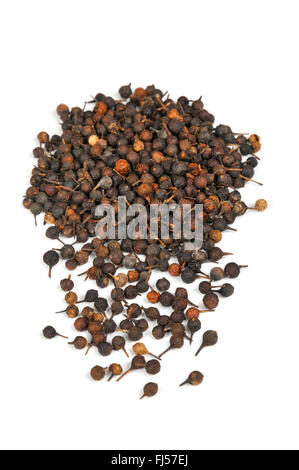 Pepe Cubeb, Pepe codato (Piper cubeba), frutta secca Foto Stock