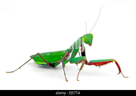 La foresta pluviale gigante mantis, gigante australiano mantis (Hierodula majuscula), cut-out, Australia Foto Stock