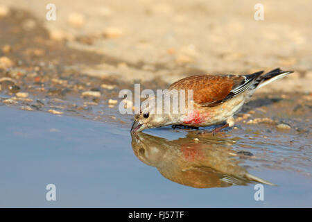 Linnet (Carduelis cannabina, Acanthis cannabina), maschio di bere in corrispondenza di un foro per l'acqua; immagine speculare, Bulgaria, Kaliakra Foto Stock