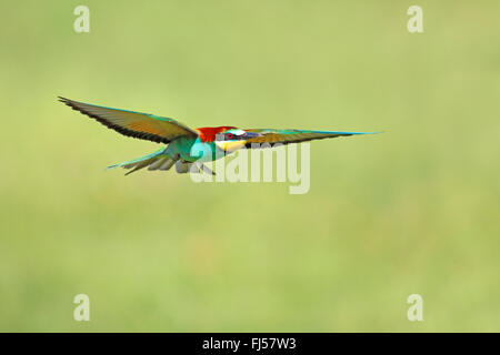 Unione bee eater (Merops apiaster), flying bee eater, Grecia, Evrosdelta Foto Stock