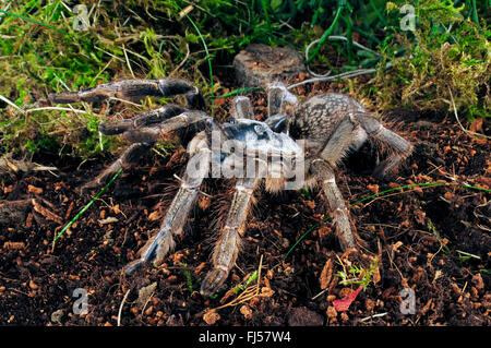 Cornuto babbuino spider, African retro-cornuto babbuino, Burst babbuino cornuta, dritto Corno Tarantula (Ceratogyrus darlingi, Ceratogyrus bechuanicus, Ceratogyrus schultzei), nel terrarium Foto Stock