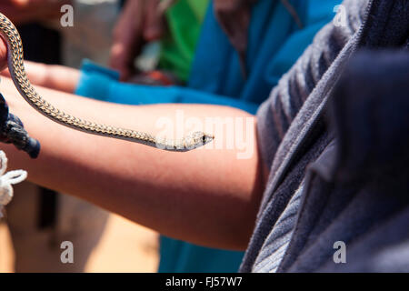 Guida che mostra un serpente durante un tour del deserto, Namibia, Dorob National Park, Swakopmund Foto Stock