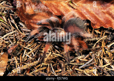 Redleg messicano tarantola, redleg messicano, rosso-gambe (tarantula Brachypelma emilia), nel terrarium Foto Stock