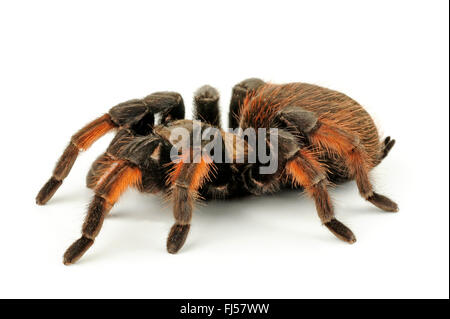 Redleg messicano tarantola, redleg messicano, rosso-gambe (tarantula Brachypelma emilia), cut-out Foto Stock