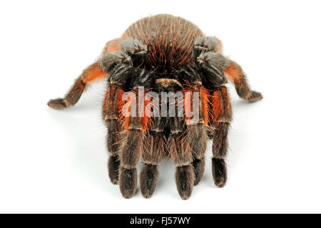 Redleg messicano tarantola, redleg messicano, rosso-gambe (tarantula Brachypelma emilia), in difesa della postura, cut-out Foto Stock