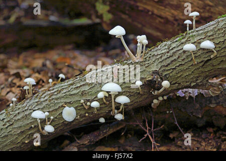 Fungo di porcellana (Oudemansiella mucida), funghi su legno morto, Germania, Meclemburgo-Pomerania, Mueritz Nationalpark Foto Stock