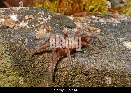 Bird spider (Catumiri argentinense ), nel terrarium, Cile Foto Stock