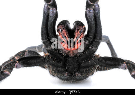 Tarantula (Ornithoctonus costalis, Haplopelma costale), Bird ragno in difesa con extended cheliceras, Thailandia Foto Stock