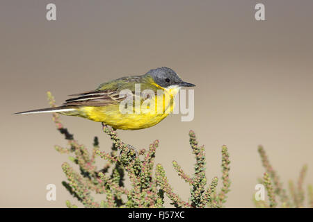 Ashy-headed Wagtail, wagtail giallo (Motacilla flava cinereocapilla), maschile seduto su un succulento arbusto, Francia, Camargue Foto Stock