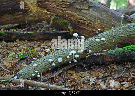 Fungo di porcellana (Oudemansiella mucida), funghi su legno morto, Germania, Meclemburgo-Pomerania, Mueritz Nationalpark Foto Stock