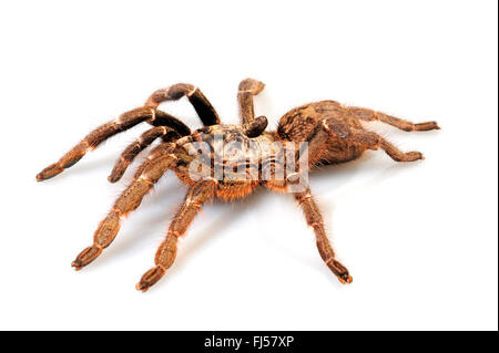 Cornuto babbuino spider, African retro-cornuto babbuino, Burst babbuino cornuta, dritto Corno Tarantula (Ceratogyrus darlingi, Ceratogyrus bechuanicus, Ceratogyrus schultzei), cut-out Foto Stock