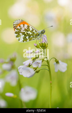 Arancio-punta (Anthocharis cardamines), maschio per il cuculo fiore, vista laterale, in Germania, in Renania Palatinato Foto Stock