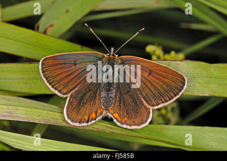 Geranio Argus (Aricia eumedon, Eumedonia eumedon, Plebejus eumedon, Plebeius eumedon, Lycaena eumedon), seduti su lance, vista da sopra, Germania Foto Stock