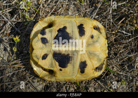 Eurasian sperone-thighed tartaruga, sperone mediterraneo-thighed, tartaruga testuggine comune, tartaruga greca (Testudo graeca ibera, Testudo ibera), plastron di una giovane tartaruga, Romania, Dobrudscha, Biosphaerenreservat Donaudelta, Gheorgh SfÔntu Foto Stock