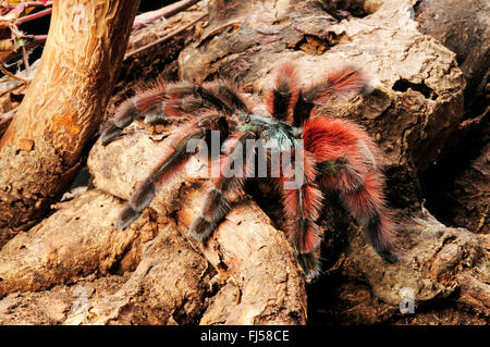 Antilles pinktoe tarantula, Martinica red tree spider, Martinica pinktoe (Avicularia versicolor), si arrampica su un ramo, Martinica Foto Stock