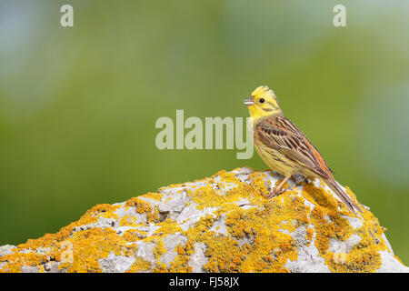 Zigolo giallo (Emberiza citrinella), maschile seduto su una pietra lichened, Svezia, Oeland Foto Stock