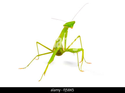 Egyptian mantide religiosa (Miomantis paykullii), cut-out Foto Stock